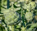 artichaut-AdobeStock_577443105.webp
