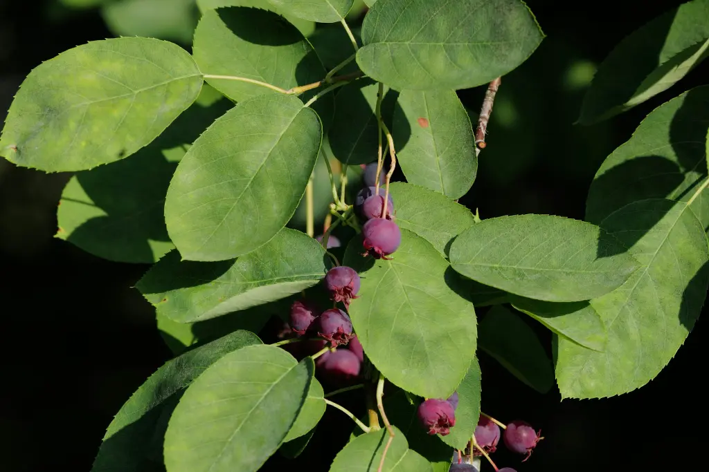 unsplash_lfk8ANpsuMg_AMELANCHIER.webp