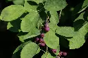 unsplash_lfk8ANpsuMg_AMELANCHIER.webp