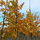 Tilia cordata Winter Orange -aut.webp