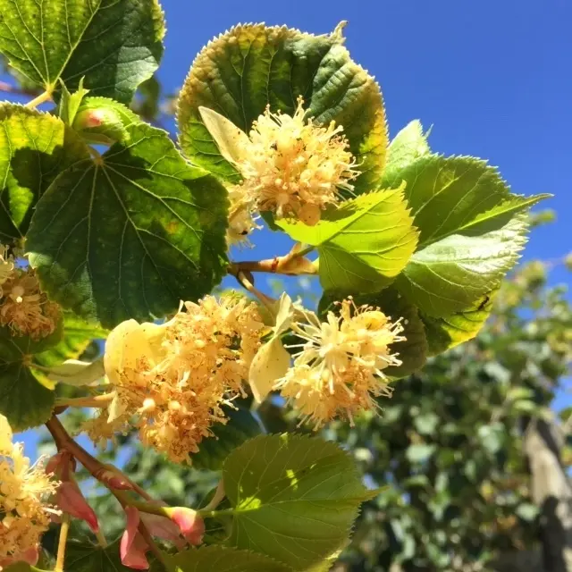 Tilia cordata Winter Orange -fleurs.webp