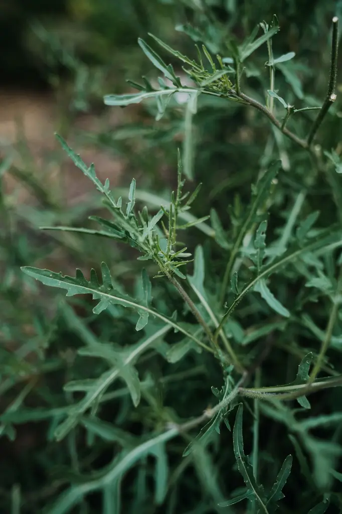 unsplash_7U1AIqMVzOg_roquette.jpg.webp