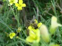 unsplash_3kD8-QsJ-CQ_roquette.webp