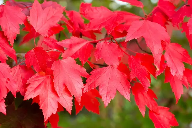 Acer rubrum Brandywine -feuil.webp