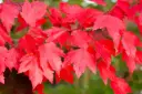 Acer rubrum Brandywine -feuil.webp