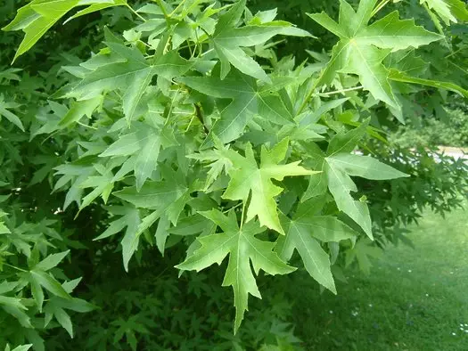 Liquidambar styraciflua Worplesdon-feuilles-vertes.webp