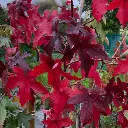 Liquidambar styraciflua Worplesdon-feuilles-aut.webp