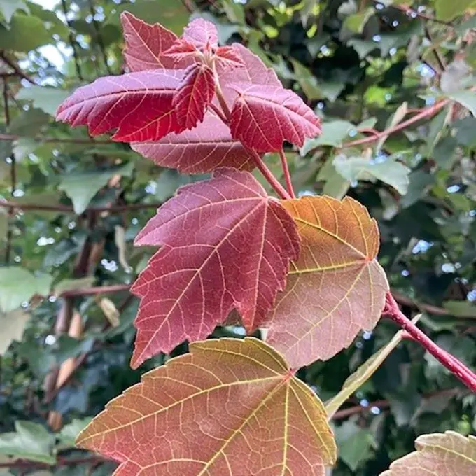 Acer rubrum Summer Red-feuill.webp