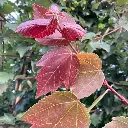 Acer rubrum Summer Red-feuill.webp