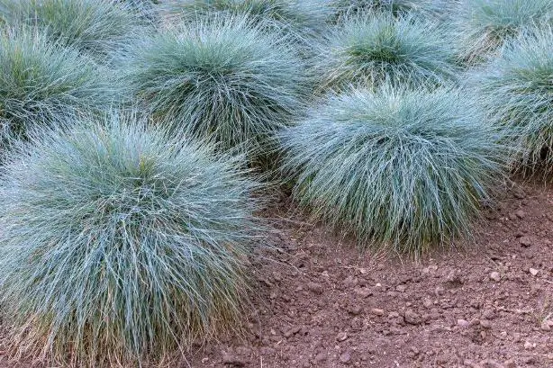 Festuca glauca Elijah Blue -massif.webp