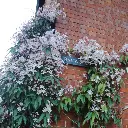 Clematis armandii Apple Blossom-2.webp