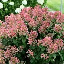 Hydrangea paniculata Quick Fire-2.webp