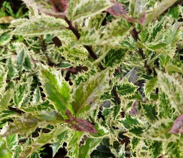Ilex Ingramii-2.webp