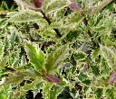 Ilex Ingramii-2.webp