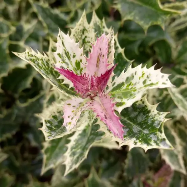 Ilex Ingramii-3.webp