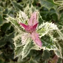 Ilex Ingramii-3.webp