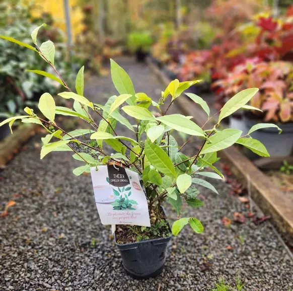 Camellia sinensis-20251003_102850.webp