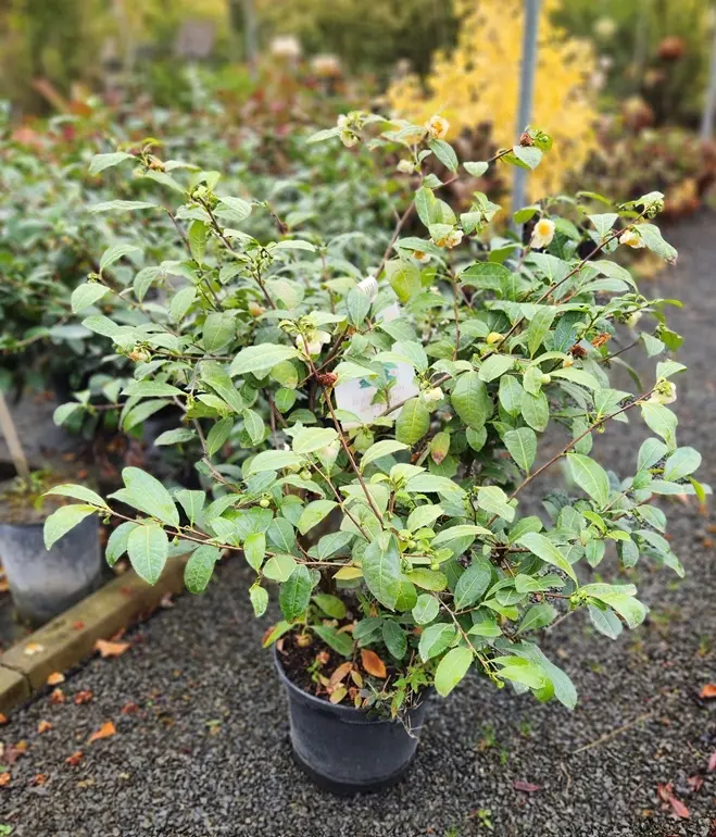 Camellia sinensis-20251003_102828.webp