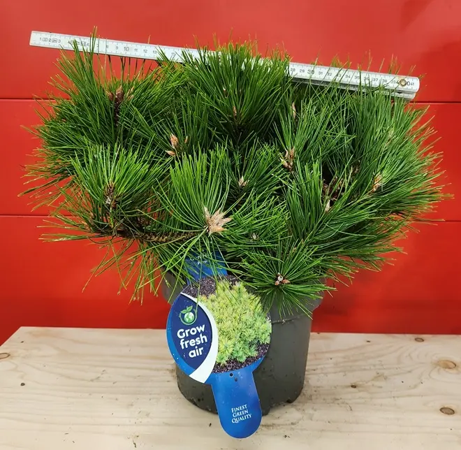Pinus densiflora Low Glow-20251004_095659.webp