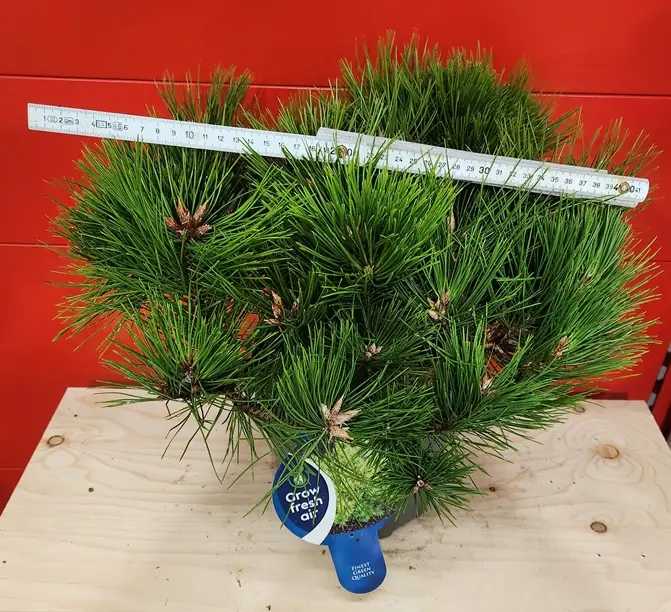 Pinus densiflora Low Glow-20251004_095709 (2).webp