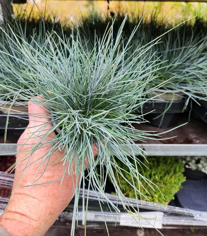 Festuca glauca Elijah Blue-20251003_115741.webp