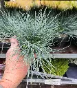 Festuca glauca Elijah Blue-20251003_115741.webp