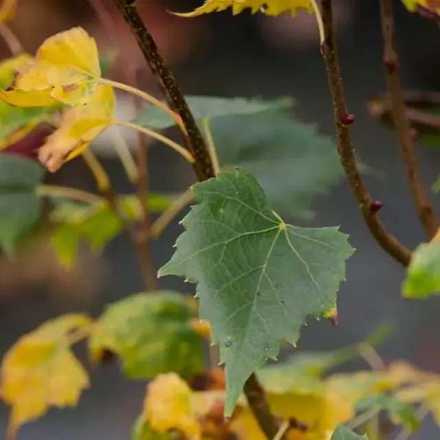 Tilia mongolica Buda.webp