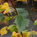 Tilia mongolica Buda.webp