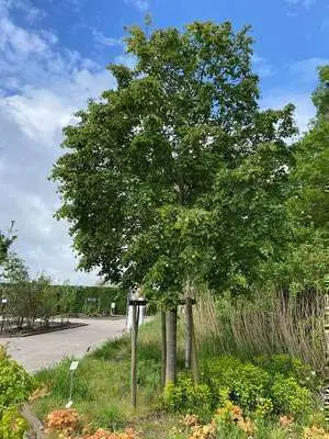 Tilia mongolica Buda-arbre.webp