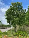 Tilia mongolica Buda-arbre.webp