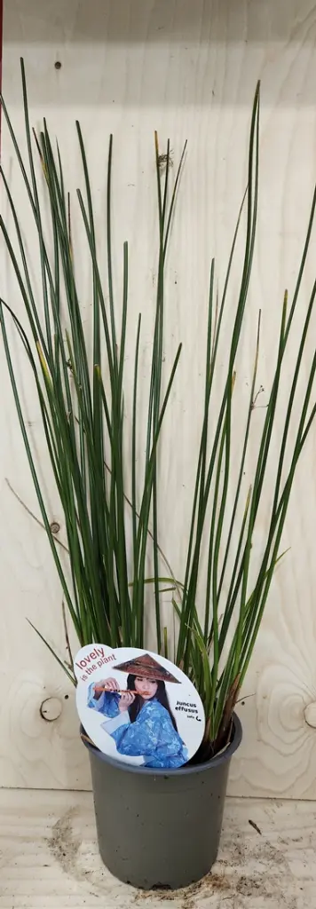 Juncus inflexus-20251004_163714.webp