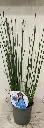 Juncus inflexus-20251004_163714.webp