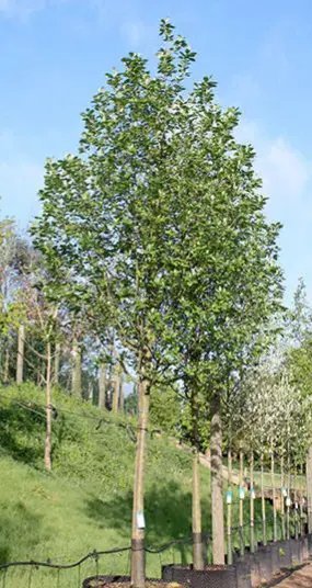 Sorbus intermedia Brouwers-ARBRE.webp