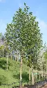 Sorbus intermedia Brouwers-ARBRE.webp