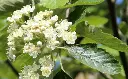 Sorbus intermedia Brouwers-FLEURS.webp