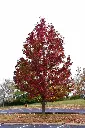 Liquidambar styraciflua Worplesdon.webp
