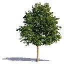 tilia-cordata-AdobeStock_410220529.webp