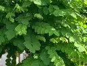 Robinia pseudoacacia Umbraculifera-feuill.webp
