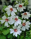 lavatera blushing bride fleurs