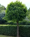 Robinia pseudoacacia Umbraculifera-AdobeStock_369926392.webp