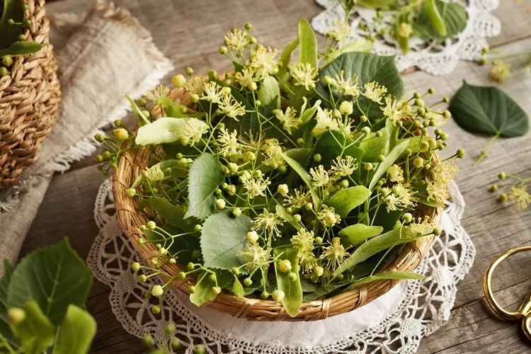 tilia-cordata-fleurs-panier-AdobeStock_832230489.webp