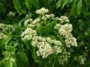Tetradium danielli -fleurs.webp