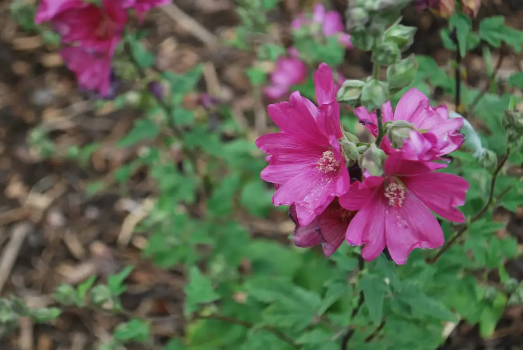 Lavatera Burgundy Wine fleur