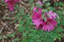 Lavatera Burgundy Wine fleur