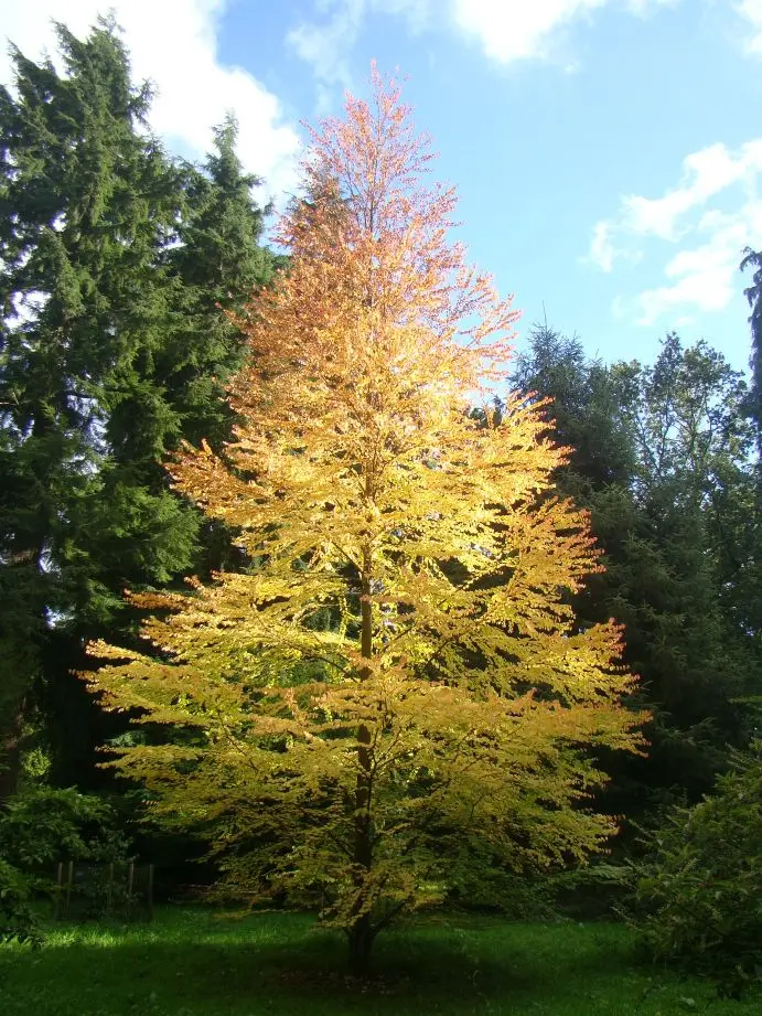 Cercidiphyllum-aut2.webp