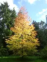 Cercidiphyllum-aut2.webp
