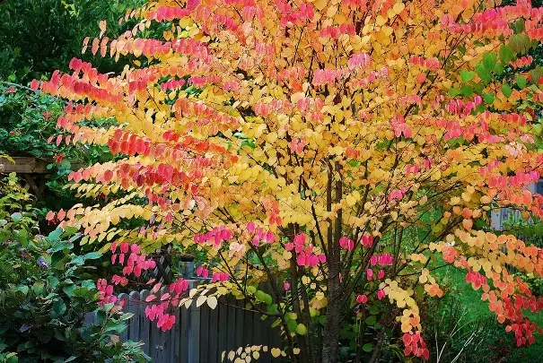 Cercidiphyllum-aut.webp