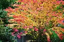 Cercidiphyllum-aut.webp
