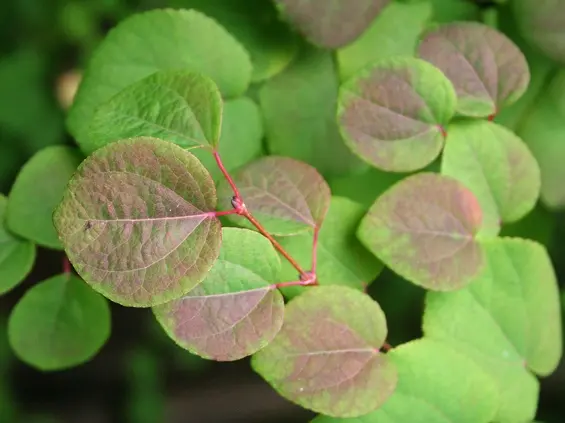 Cercidiphyllum-vert.webp