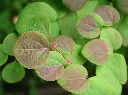 Cercidiphyllum-vert.webp